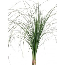 Bear Grass